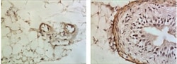 IFN-gamma R2 Antibody (RM0252-7A25) - Azide and BSA Free, Novus Biologicals:Antibodies:Primary